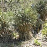 Yucca constricta 整株植物