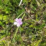 Geranium asphodeloides Blüte