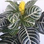 Aphelandra squarrosa برگ