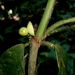 Heisteria macrophylla Fruto