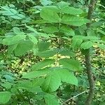 Fraxinus latifolia Leaf