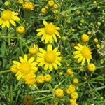 Senecio pterophorus Flower