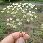 Falcaria vulgaris Λουλούδι