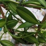 Vanilla planifolia Lehti