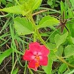 Hibiscus aponeurus Λουλούδι