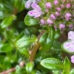 Thymus longicaulis ഇല