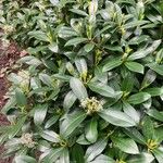 Skimmia japonica Feuille