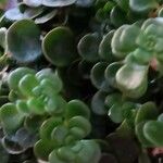 Sedum makinoi Blatt