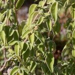 Salvia fruticosa Other