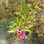 Weigela floridaപുഷ്പം