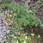 Epilobium roseum Costuma