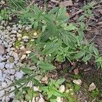 Epilobium roseum Habit