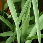 Fritillaria meleagris Leaf