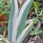 Iris pallida Habit