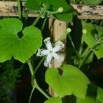 Trichosanthes cucumerina Blüte