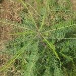 Sesbania herbacea List