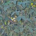 Leptospermum laevigatum Blad