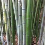 Phyllostachys reticulata Rinde