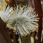 Salix discolor Floare