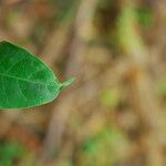 Dichostemma glaucescens Leaf