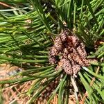 Pinus heldreichii Flower