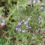 Verbena bracteata Virág