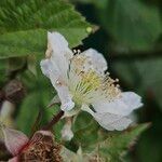 Rubus pruinosus Virág