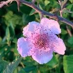 Rubus ulmifolius Blüte