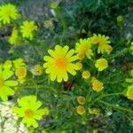 Senecio vernalisFlower