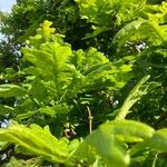 Quercus × rosacea Blad