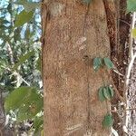Senegalia polyphylla Lubje