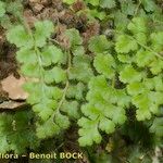 Asplenium hispanicum Habitat