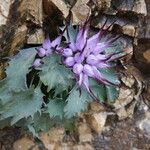 Physoplexis comosa 花