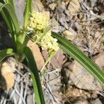 Toxicoscordion paniculatum Kukka