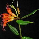 Aeschynanthus hookeri Blüte