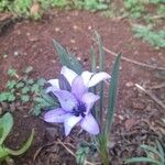 Babiana sambucina Flower