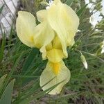 Iris reichenbachii Blodyn