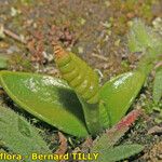 Ophioglossum lusitanicum Хабит