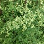 Chenopodium albumBlodyn