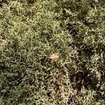 Cupressus arizonica Frugt