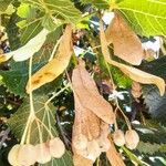 Tilia platyphyllos 果實