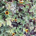 Sanvitalia procumbens Fula