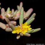 Portulaca halimoides Λουλούδι