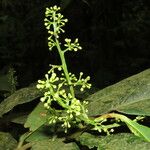 Ocotea atirrensis Flor