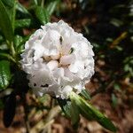 Rhododendron trichostomum Kvet