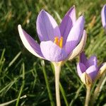 Crocus imperati Цвят