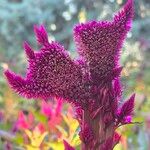 Amaranthus cruentusBlomst