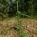 Erysimum cheiranthoides Folha