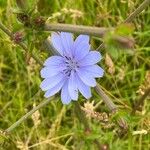 Cichorium intybusKwiat