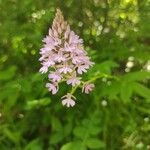 Anacamptis pyramidalisFlower